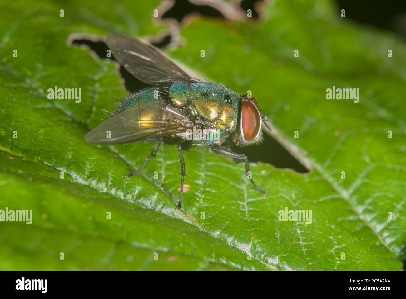 Die orientalische Latrinenfliege (Chrysomya megacephala) Stockfoto