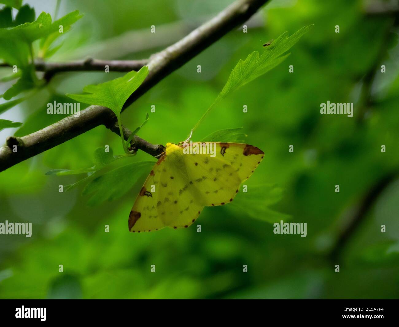 Brimstone Motte, Opisthograptis luteolata, Cornwall, Großbritannien Stockfoto