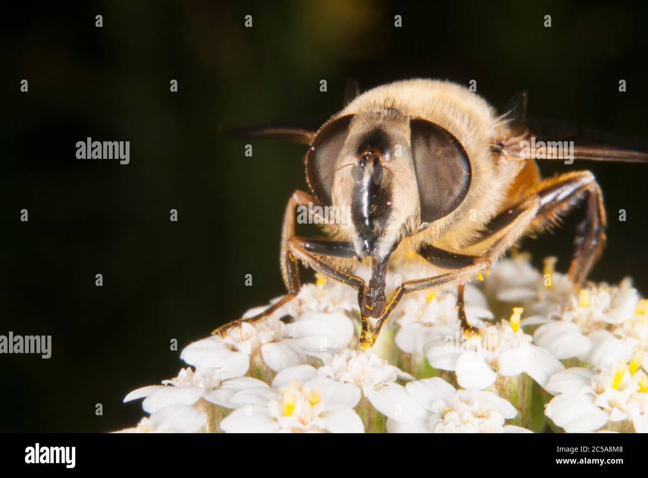 Die Drohnenfliege (Eristalis tenax) Stockfoto