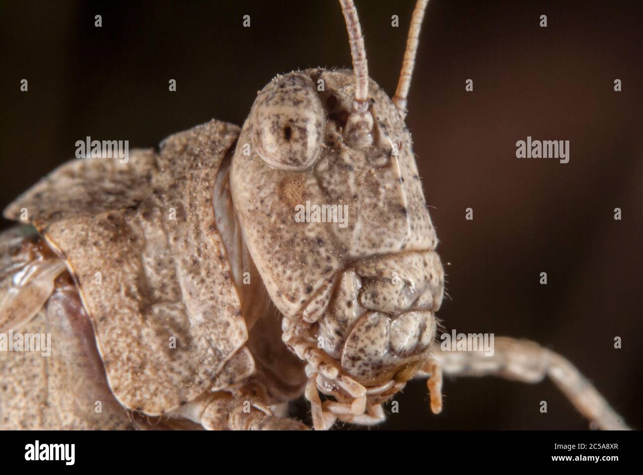 Kopf der Blauflügelgrasschrecke (Oedipoda caerulescens) Stockfoto