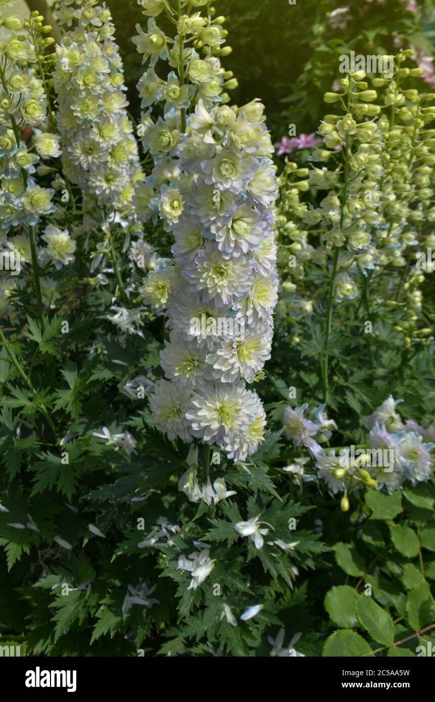 Delphinium Larkspur Moonlight wächst im Garten. Herrliche Blumen Pflanzen mit grünen Blättern im Garten. Stockfoto