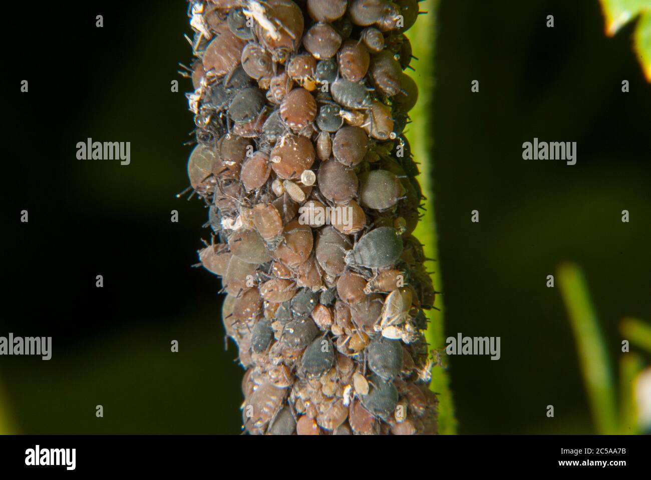 Vogelkirsche-Hafer-Blattlaus (Rhopalosiphum padi) Stockfoto