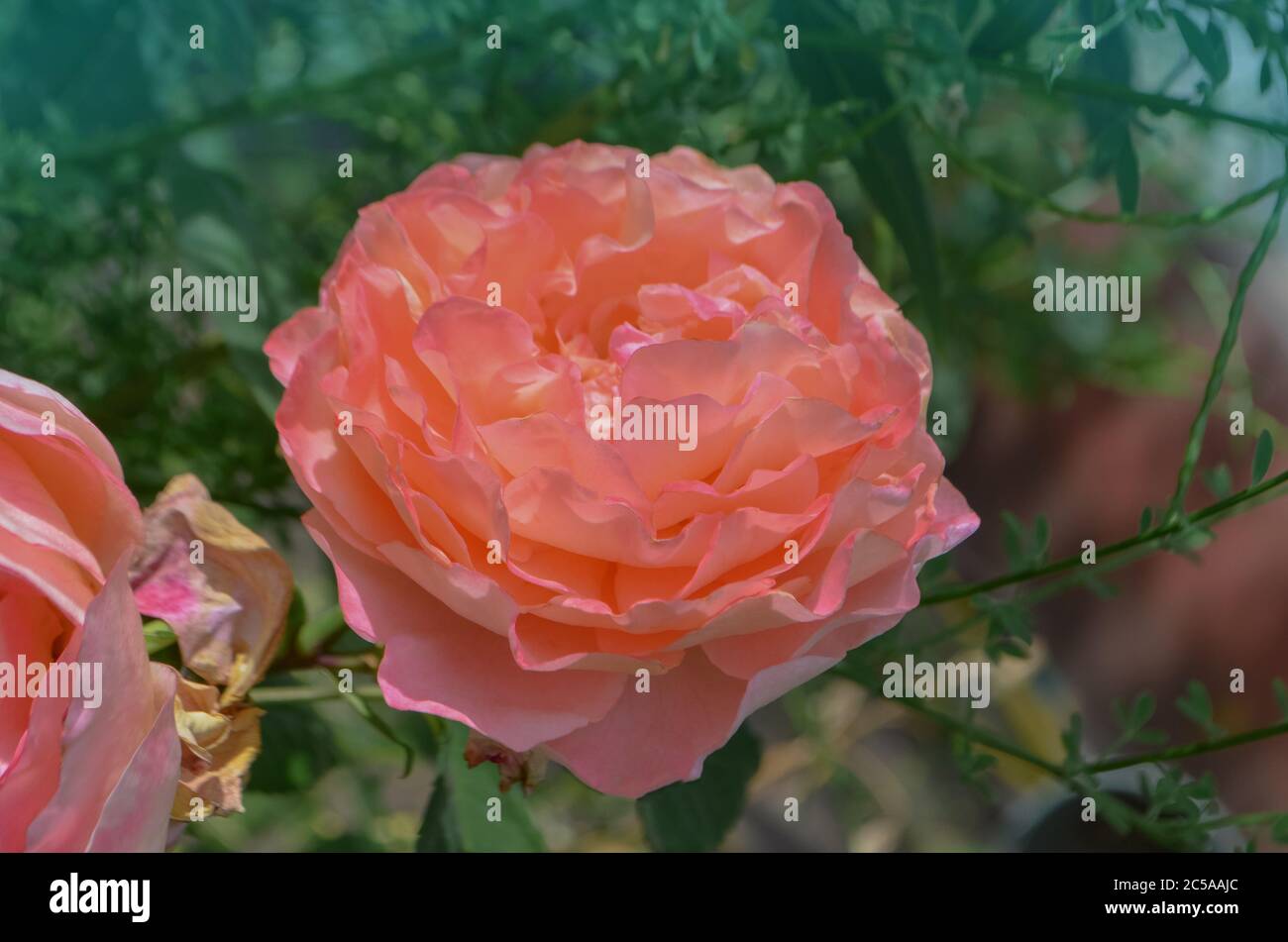 Orange blühende rosa Kronprinzessin Margareta im Garten Stockfoto