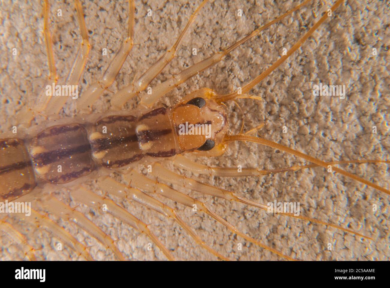 Die Scutigera coleoptrata (Haus Tausendfüßler) Stockfoto