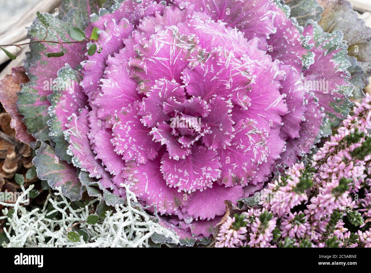 Zierkohl mit weißem Frost Makro Stockfoto