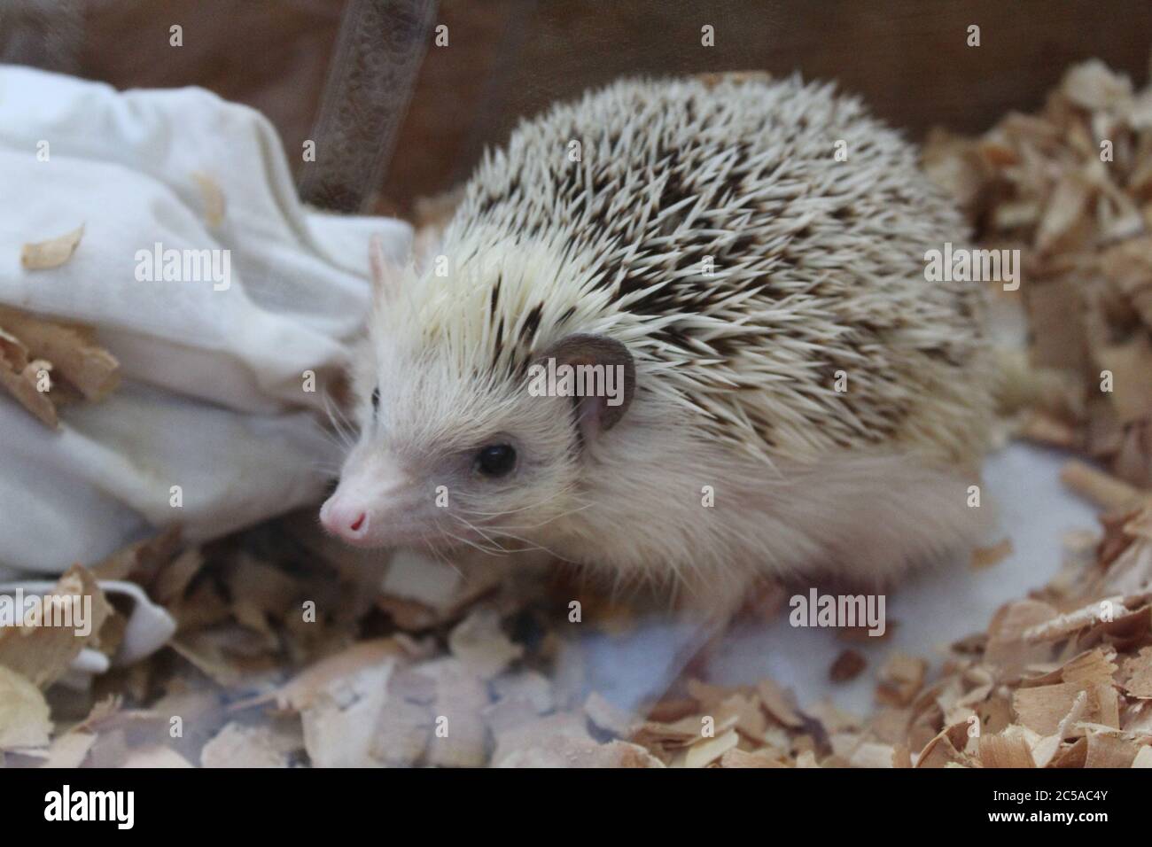Schlafender igel Fotos und Bildmaterial in hoher Auflösung Alamy