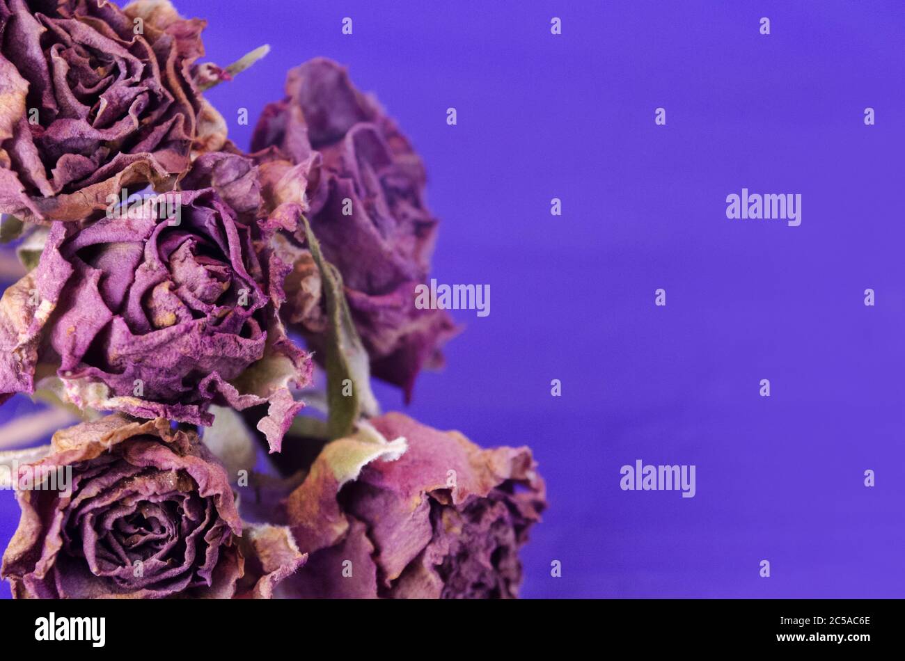 Bouquet von getrockneten Rosen. Trockene Rosenblüte auf blauem Hintergrund. Stockfoto