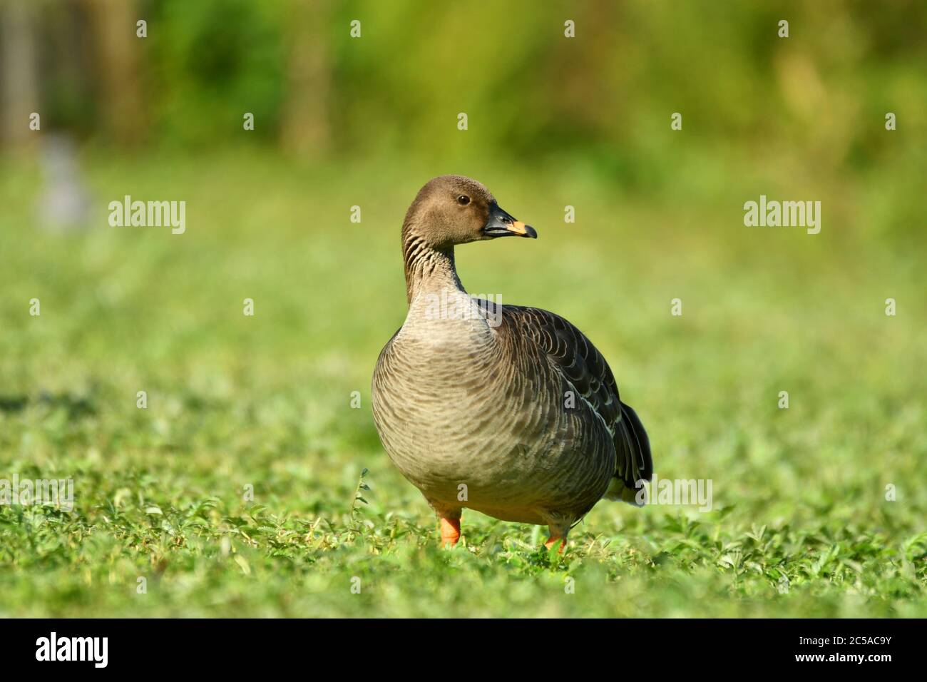 Tundra Bohne Gans aus nächster Nähe. Stockfoto