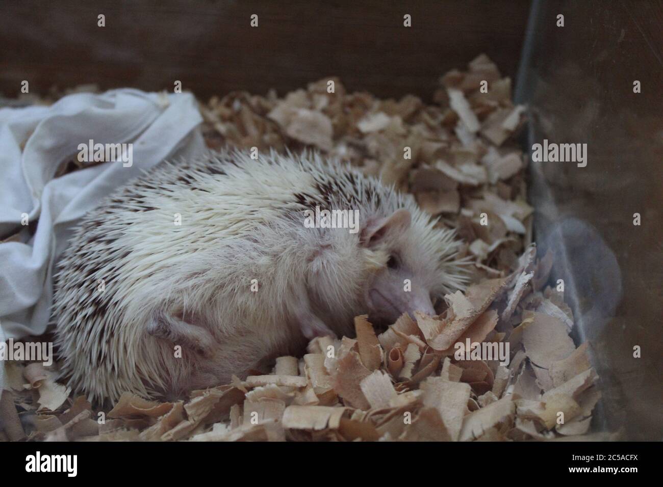 Schlafender igel Fotos und Bildmaterial in hoher Auflösung Alamy