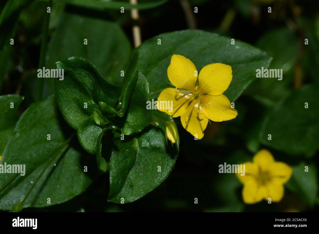 Gelbe Pimpernel' Lysimachia nemorum' blassgelbe Blüten, in feuchten Wäldern, Heckenbänken, durch UK.Wiltshire. Stockfoto