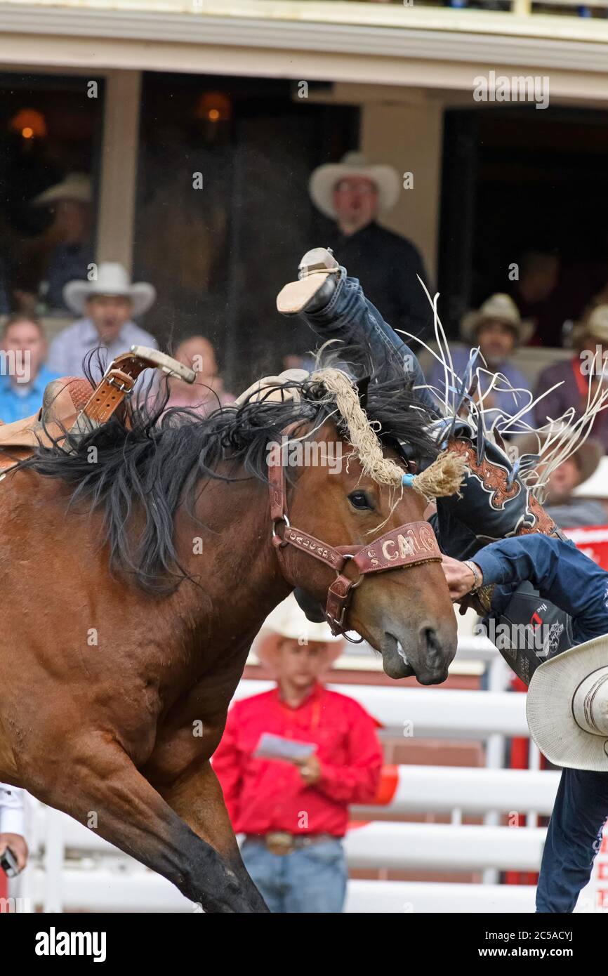Ein Rodeo-Reiter im Sattel, der beim Calgary Stampede Rodeo Alberta Canada von einem Pferd abgekutscht wird Stockfoto