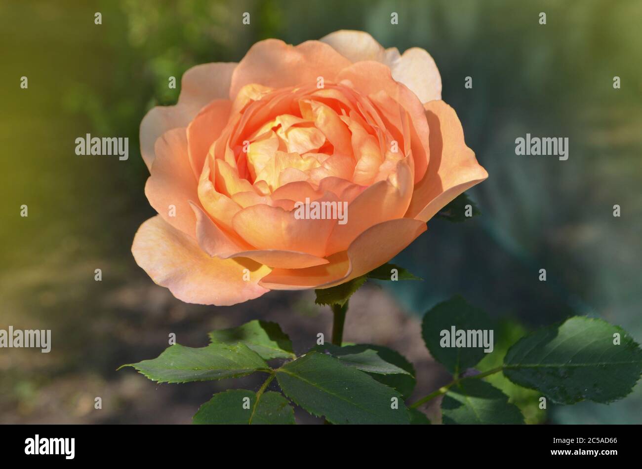 Orange blühende rosa Kronprinzessin Margareta im Garten Stockfoto