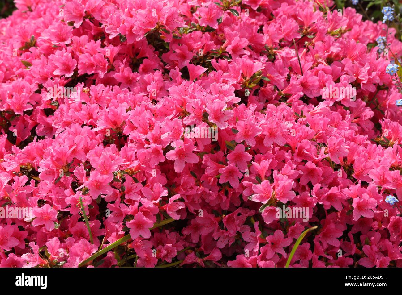 Azalea japonica  Fotos und  Bildmaterial in hoher Auflösung – Alamy