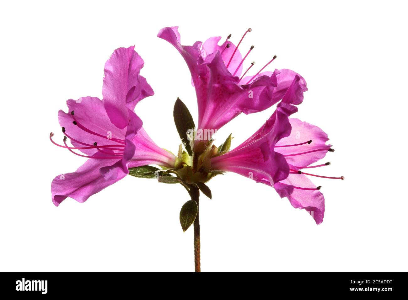 Öffnen Sie Azalea Japonica Blütenköpfe vor weißem Hintergrund Stockfoto