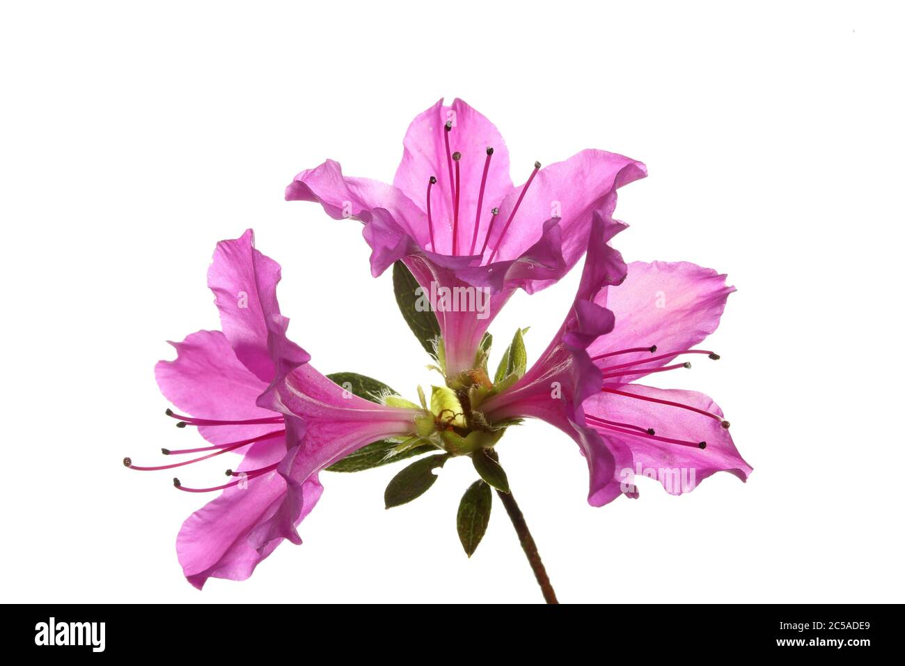 Öffnen Sie Azalea Japonica Blütenköpfe vor weißem Hintergrund Stockfoto