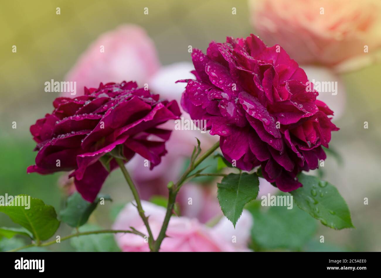 Lila Rose auf dem Zweig im Garten. Munstead Holzrosen im Garten. Englisch Rose Munstead Wood Stockfoto