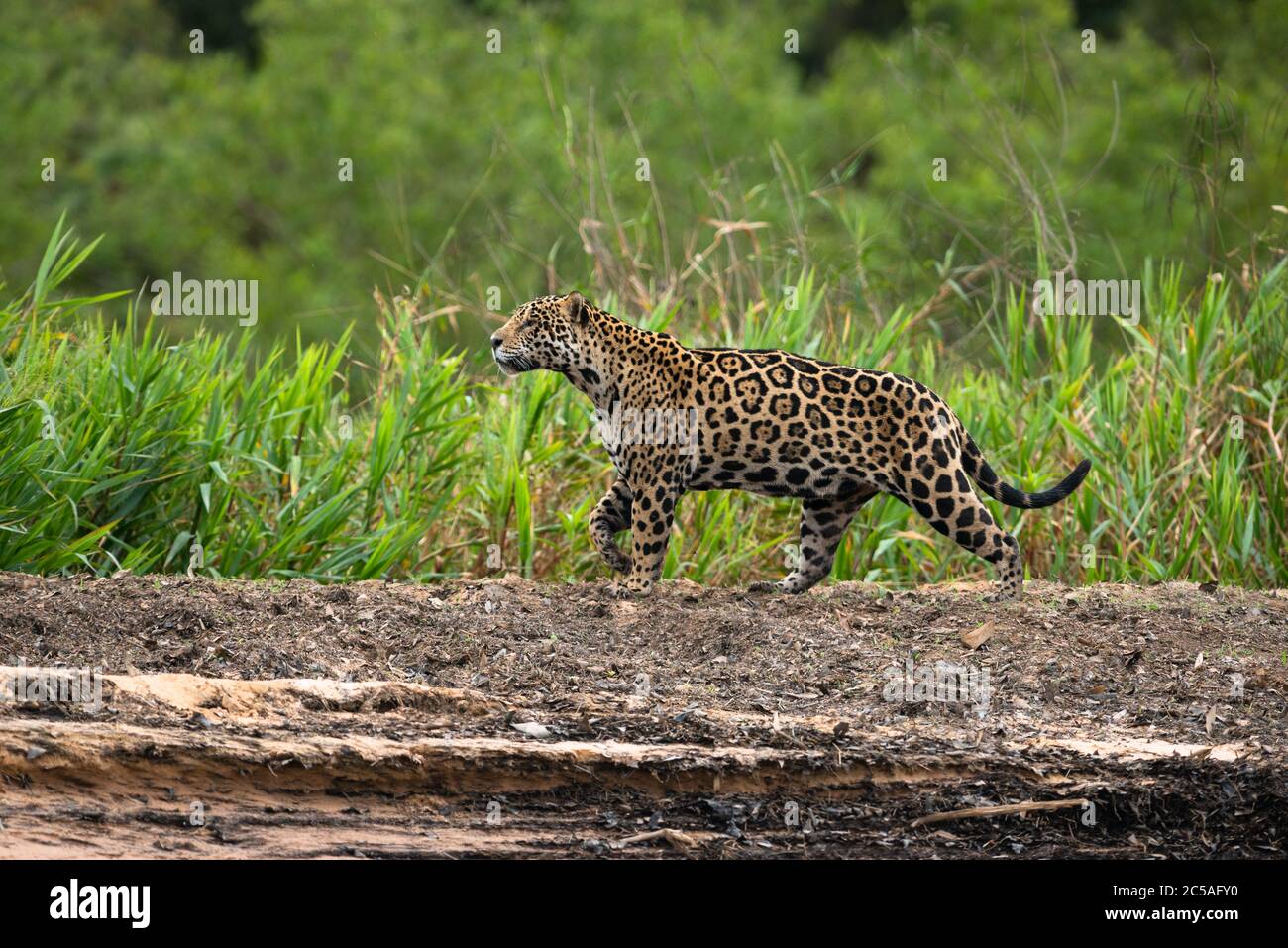 Ein wilder Jaguar (Panthera onca) aus Nord-Pantanal, Brasilien Stockfoto