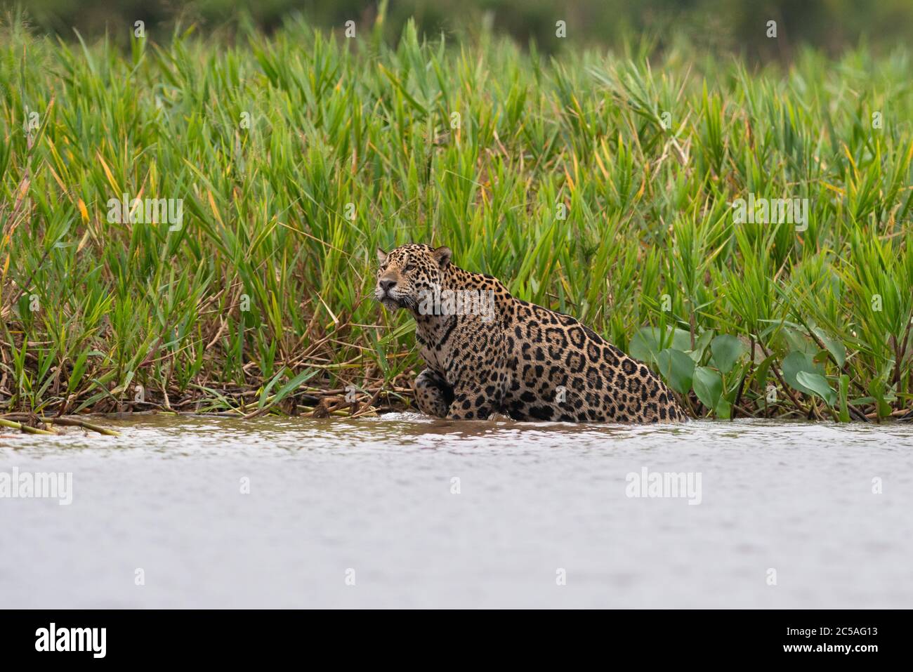 Ein wilder Jaguar (Panthera onca) aus Nord-Pantanal, Brasilien Stockfoto