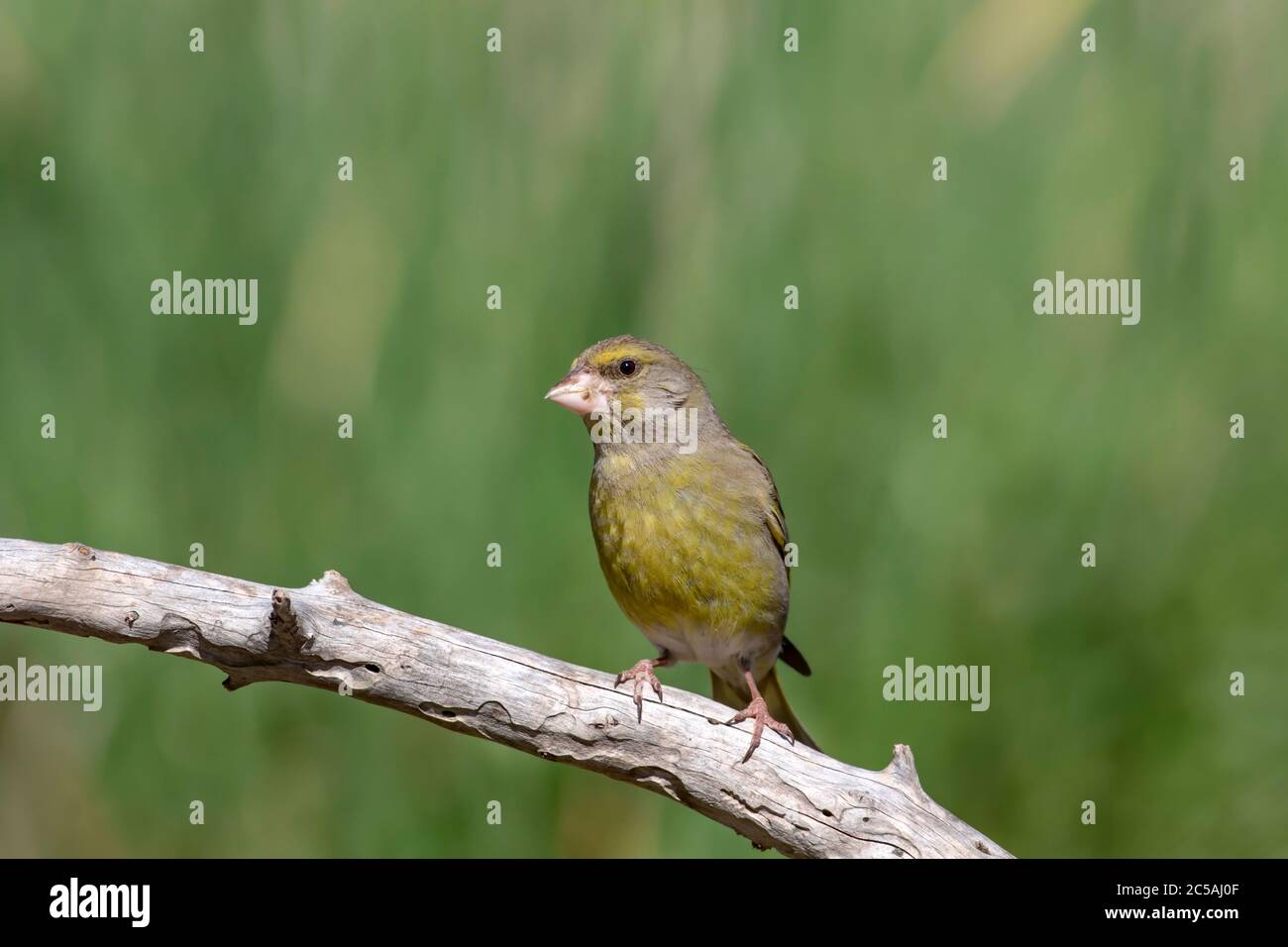 Niedlicher Vogel. Europäischer Grünfink. Chloris chloris. Grüne Natur Hintergrund. Stockfoto