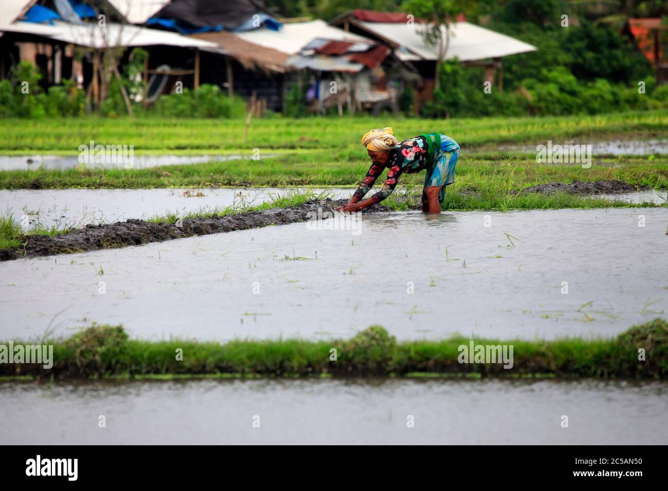 Bali. Indonesien, 14. Juli 2010: Überblick über eine typische asiatische Frau, die auf einem mit Wasser überfluteten Feld in der Ebene um B am Reisanbau arbeitet Stockfoto