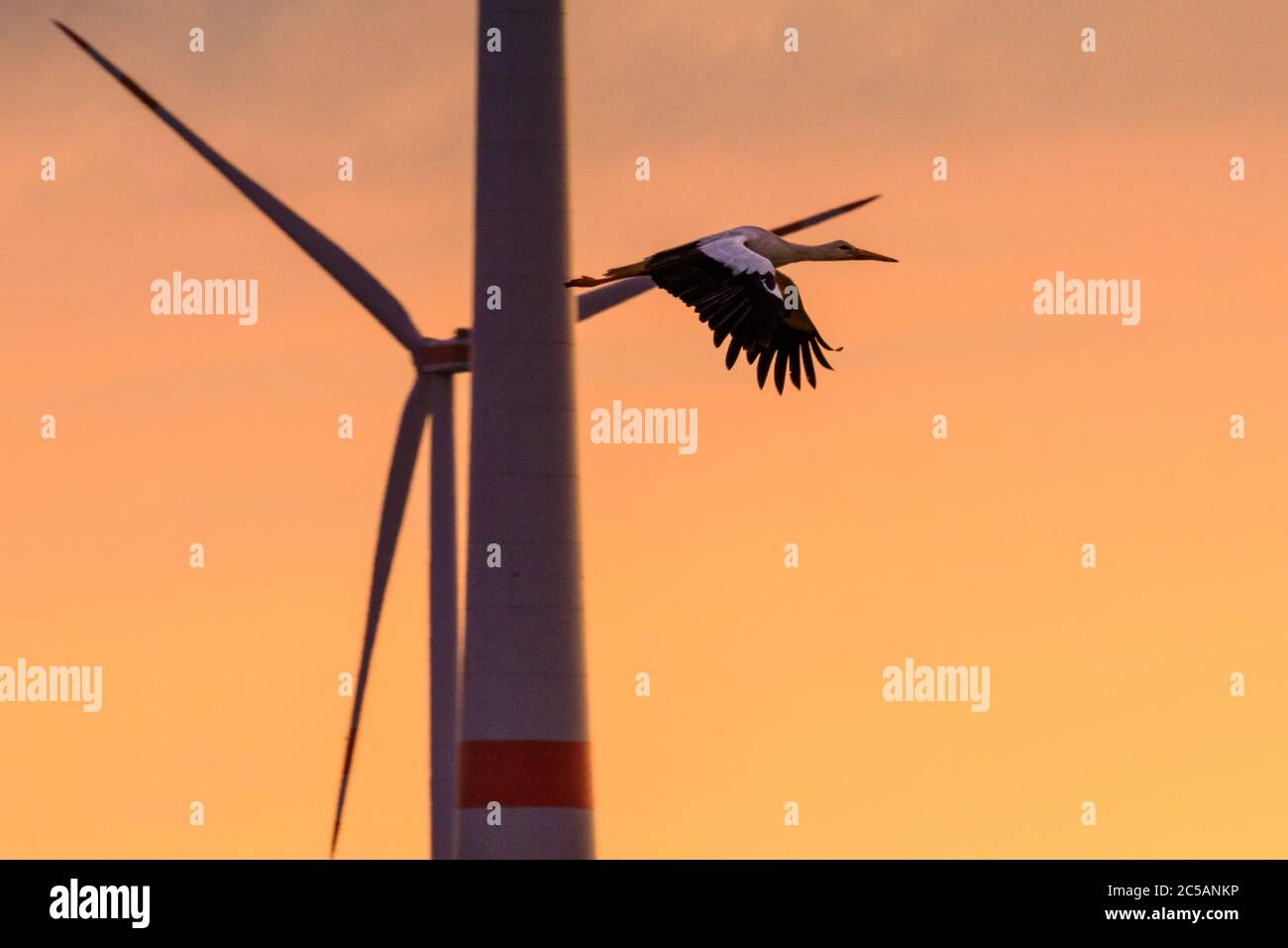 Sythen, NRW, 1. Juli 2020. Ein Storch aus der Gruppe gleitet bei Sonnenuntergang an einer Windturbine vorbei. Eine Gruppe von 12 Wildstörchen, drei Paare mit ihren jetzt erwachsenen Jungen, versammeln sich von verschiedenen Brutplätzen in der Gegend, um auf einem Feld zu sammeln und ihre Flügel zu verbreiten. Die zuvor getrennten Familien werden sich zunehmend als Gruppe versammeln, bevor sie ab August zu ihren Winterstandorten migrieren. Stockfoto