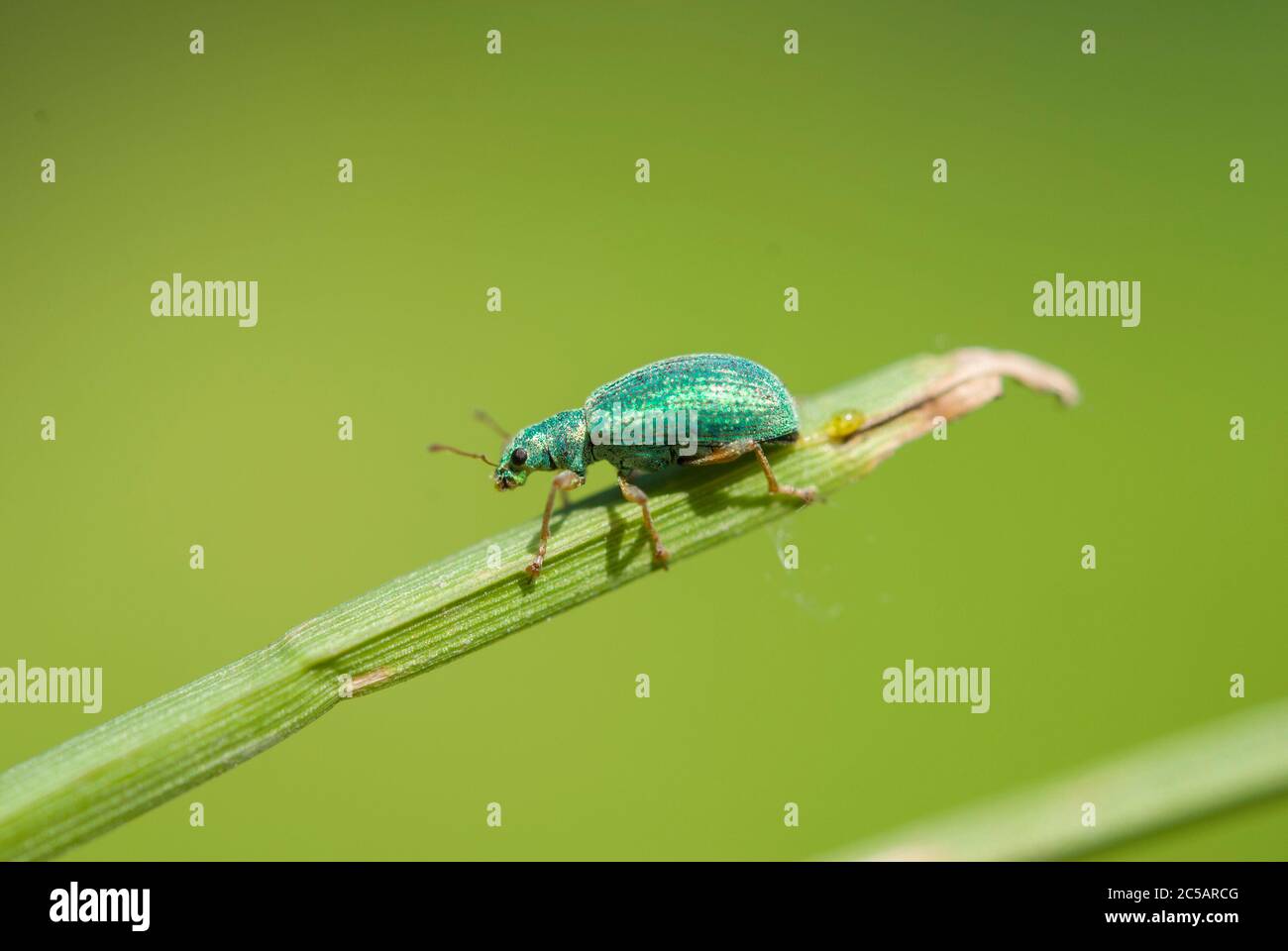 Der Breitnasenkwespel (Polydrusus formosus) Stockfoto