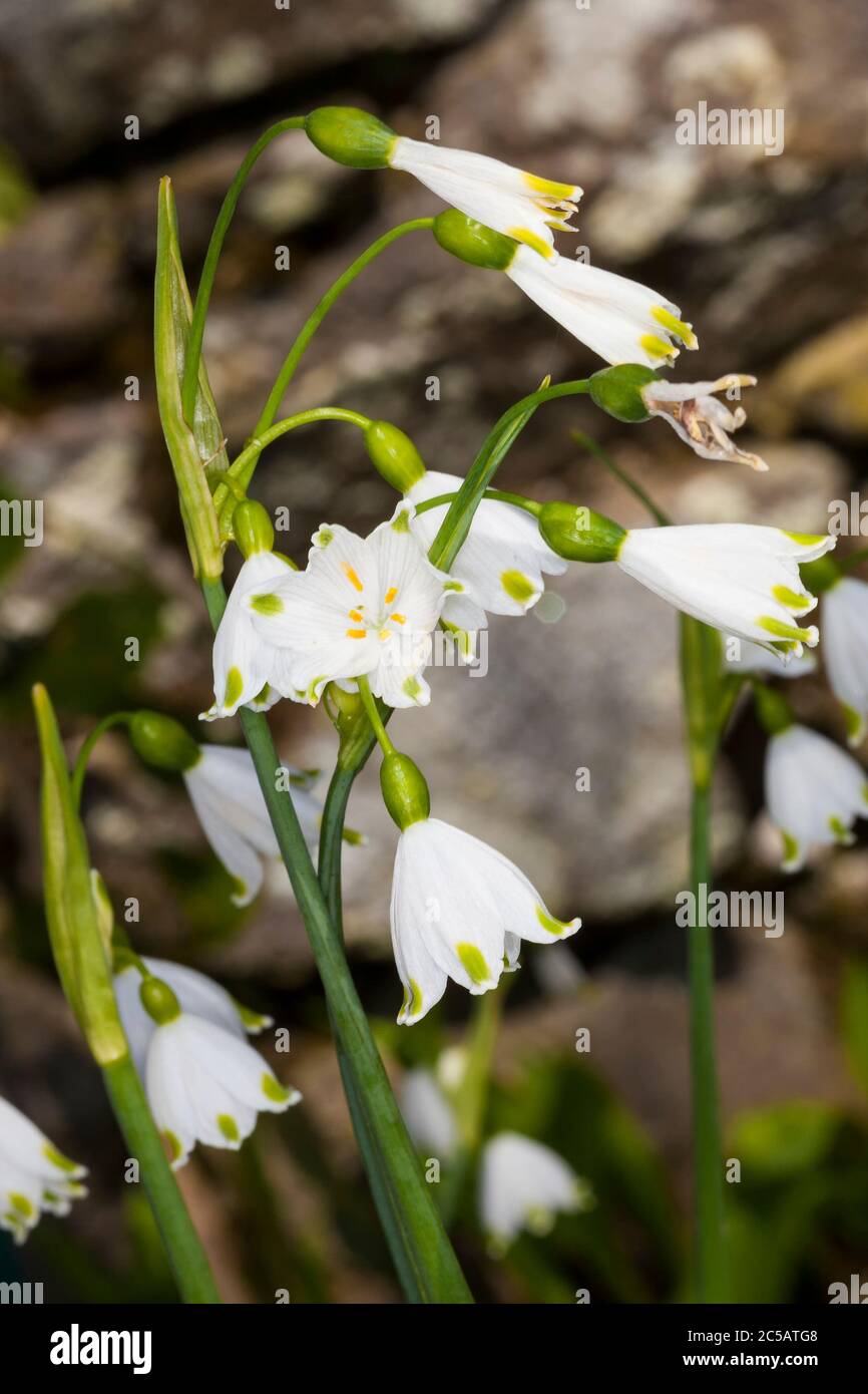 Leucojum aestivum 'Gravetye Giant' eine weiße glockenförmige Frühlingsblumenbirne, die allgemein als Sommerschneehacke oder Loddonlilie bekannt ist Stockfoto