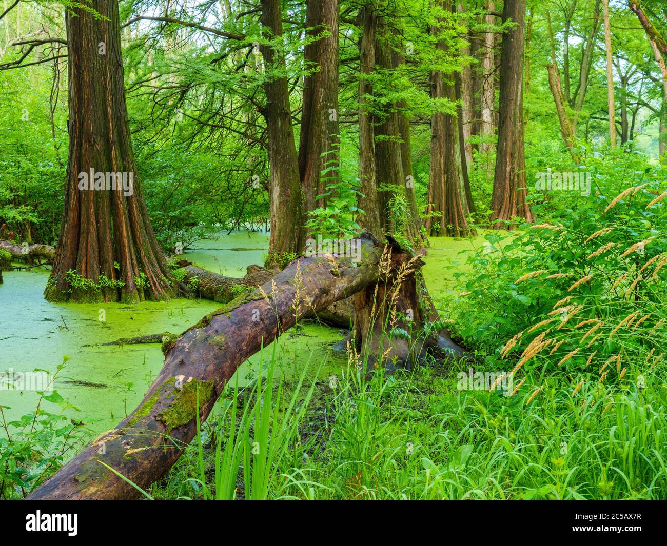 Glatze Zypressenswamp Cook County Illinois Gepflanzt Durch Das