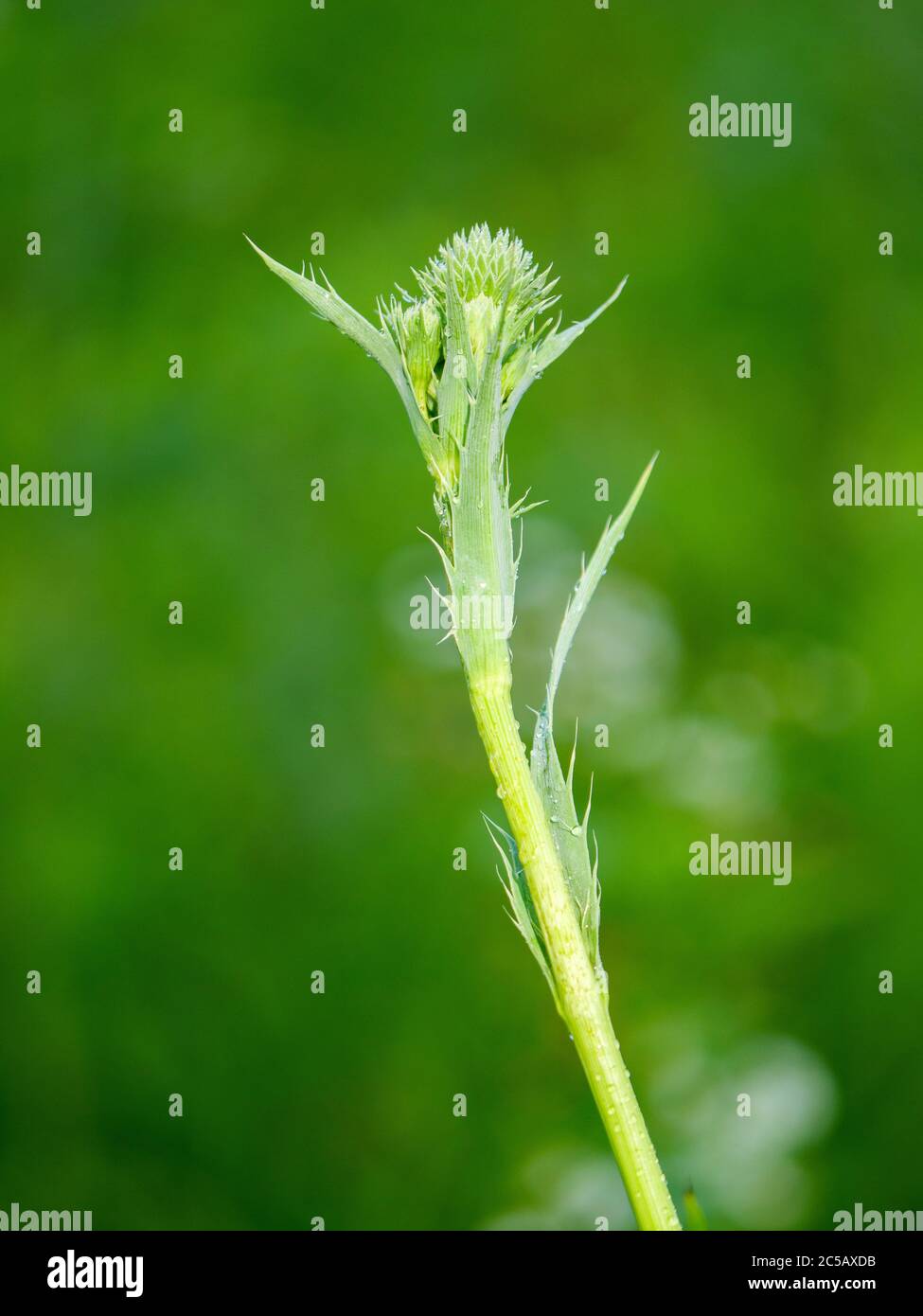Schlangenbiss Stockfotos Und Bilder Kaufen Alamy
