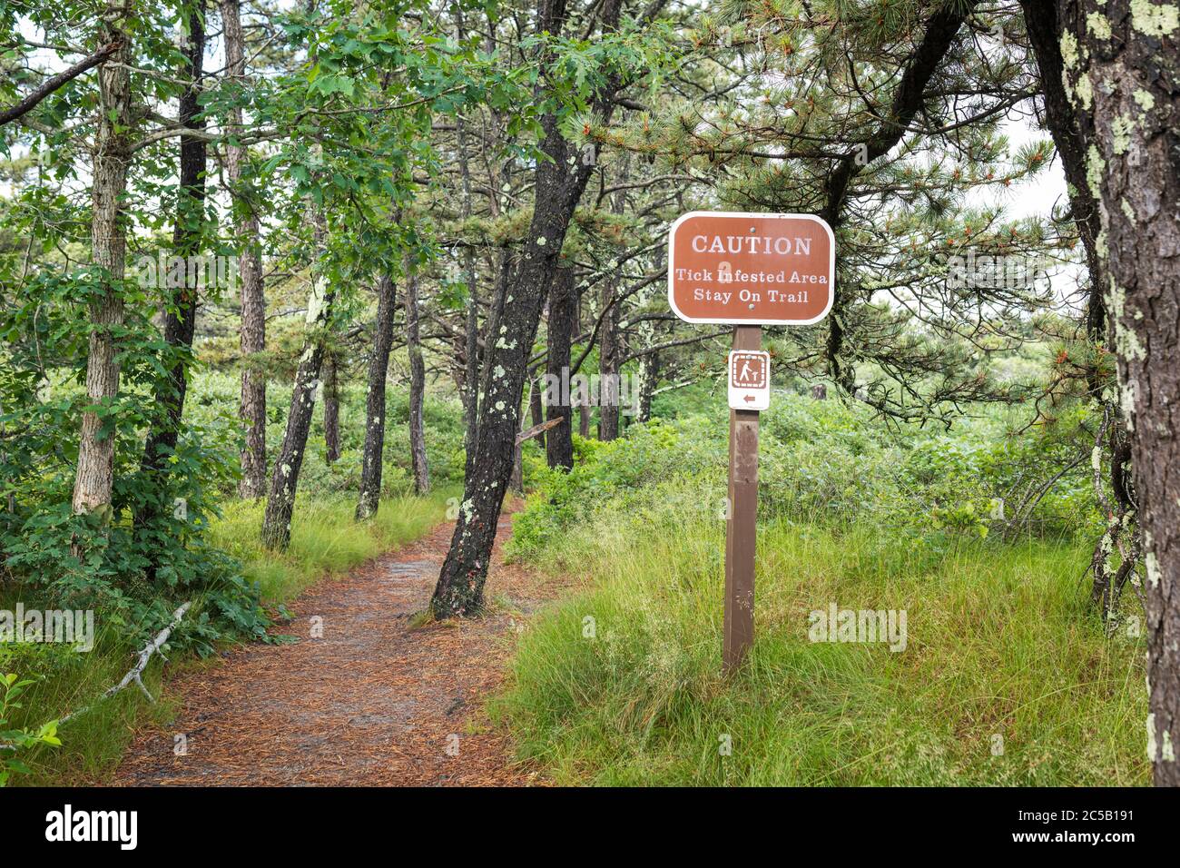 Cape Cod Trail, MA, USA, 06/30/2020. Das Tick-Problem ist eine Serie Problem im Nordosten von Amerika. Viele Wälder wurden befallen b Stockfoto