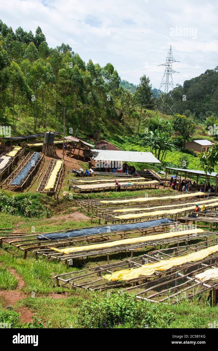 Kokabanya Washing Station und Geldprämien mit Rob Fiedler von Africana Traders Stockfoto