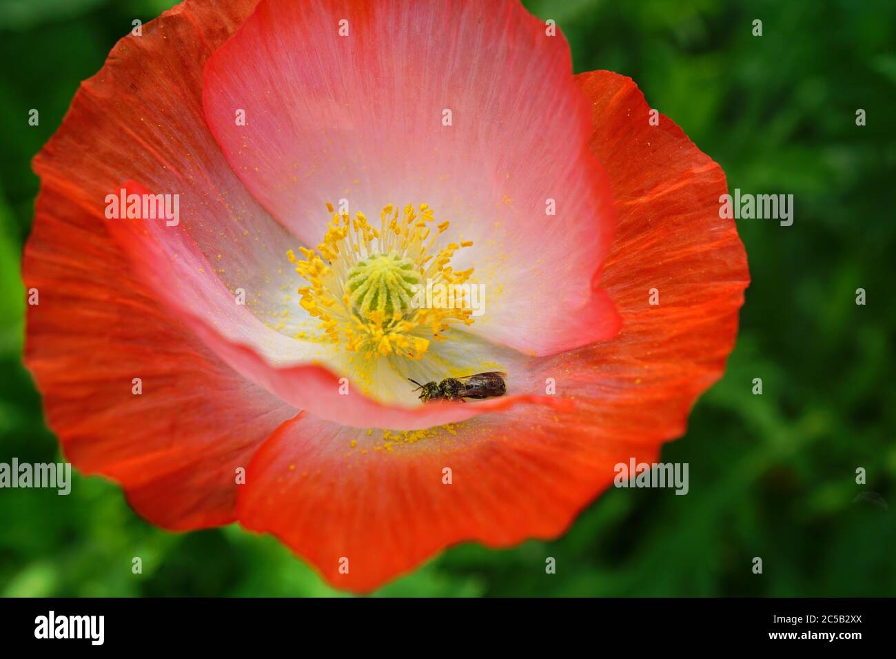 Rote Zweilagige Shirley-Mohnblume (Gemeiner Mohnblume) Stockfoto