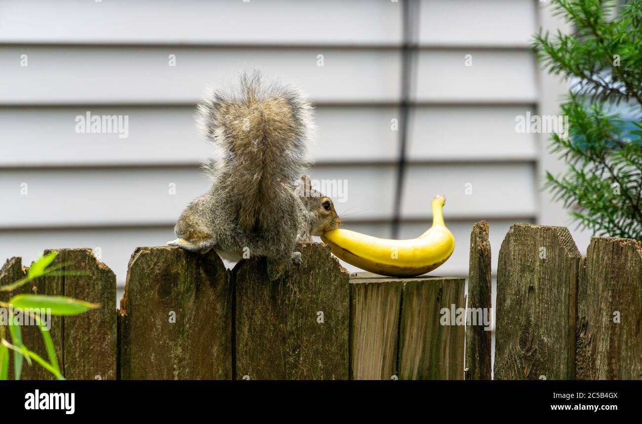 Eichhörnchen essen eine ganze Banane auf einem Zaun Stockfoto