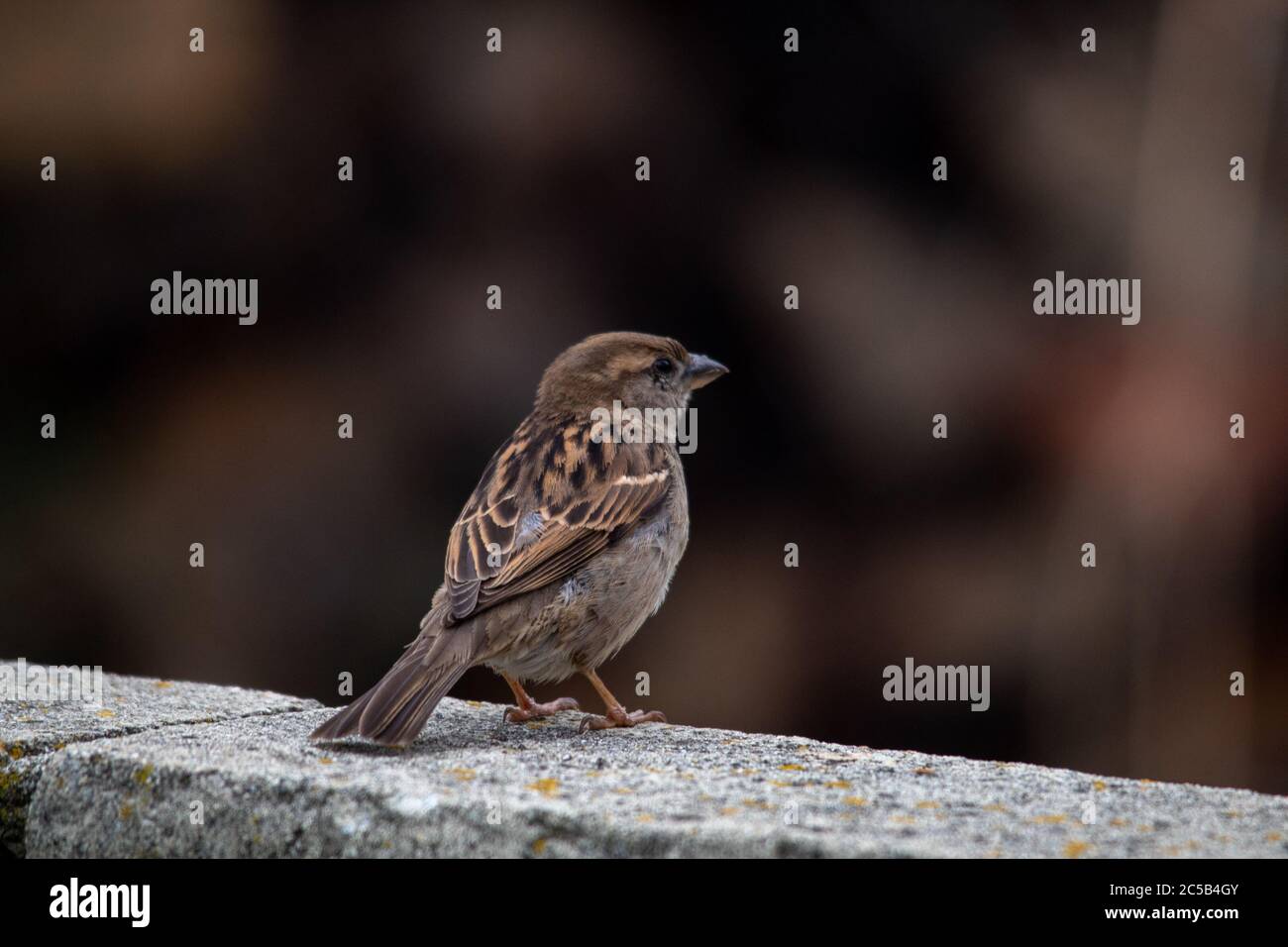 Nahaufnahme eines kleinen Spatzen, der auf dem Stein sirrring Stockfoto