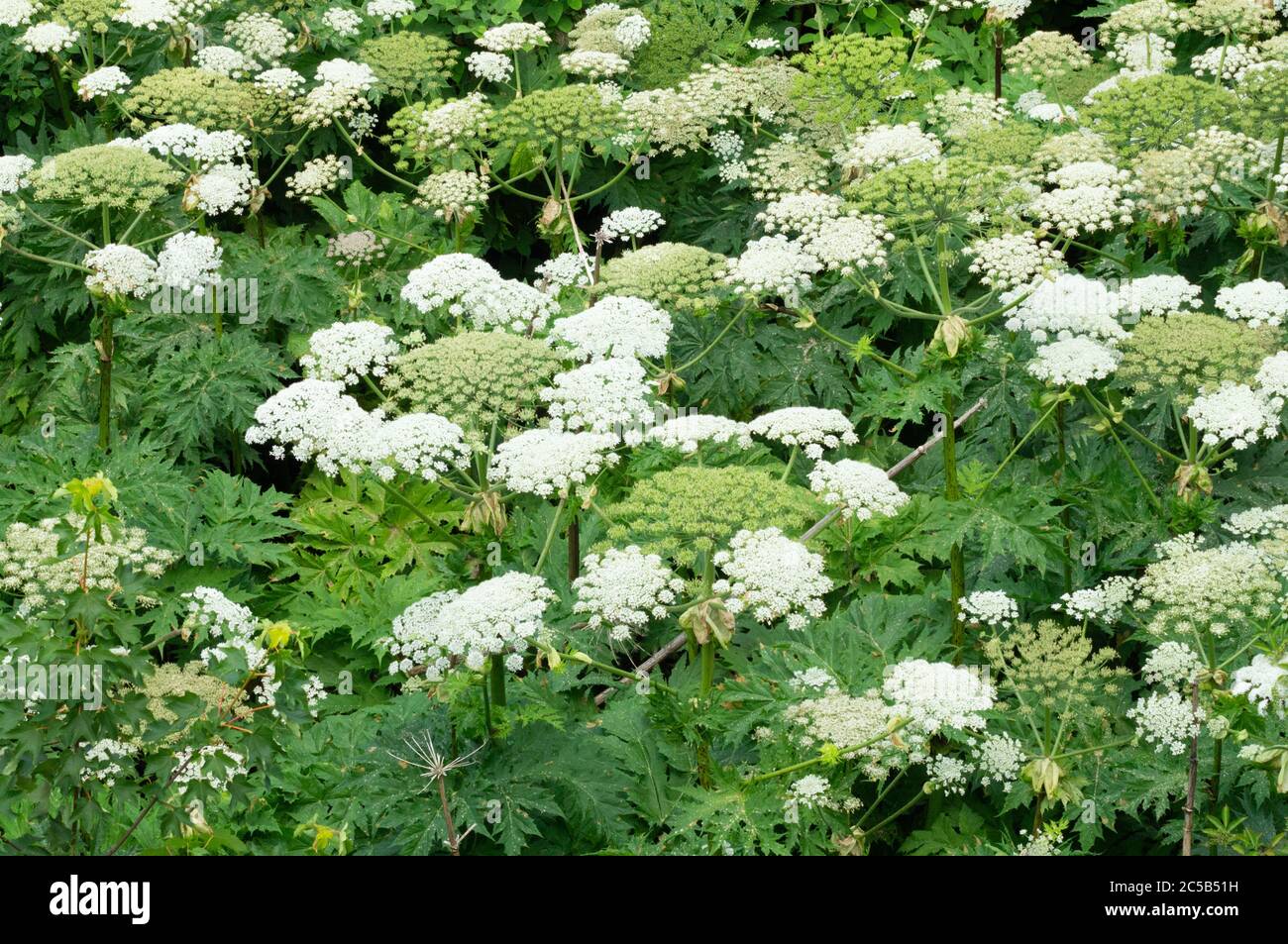 Riesen-Hogweed, auch bekannt als Riesenkuh Petersilie, Riesenkuh Pastinak oder hogsbane, eine invasive Pflanze, die Verbrennungen verursachen kann, Großbritannien Stockfoto