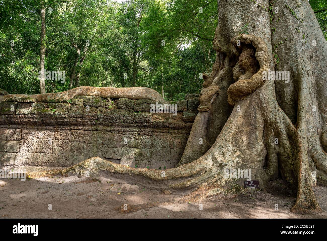 Nahaufnahme der wunderbaren Wurzeln eines Tetrameles Nudiflora Baumes in Ta Phrom, Angkor Wat Complex, Siem Reap, Kambodscha. Stockfoto