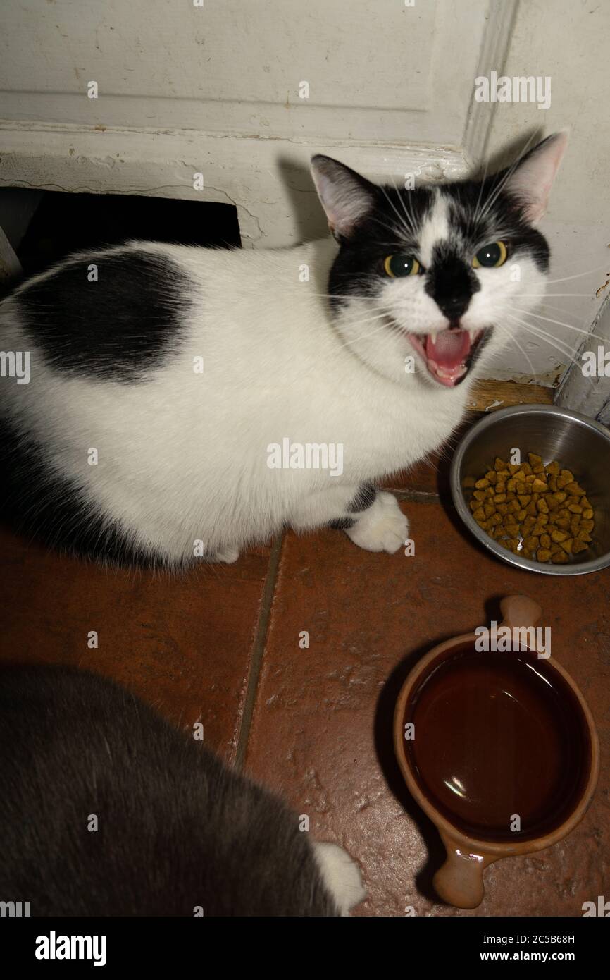 Wütend schwarz und weiß Katze denkt, dass ich das Essen stehlen Stockfoto