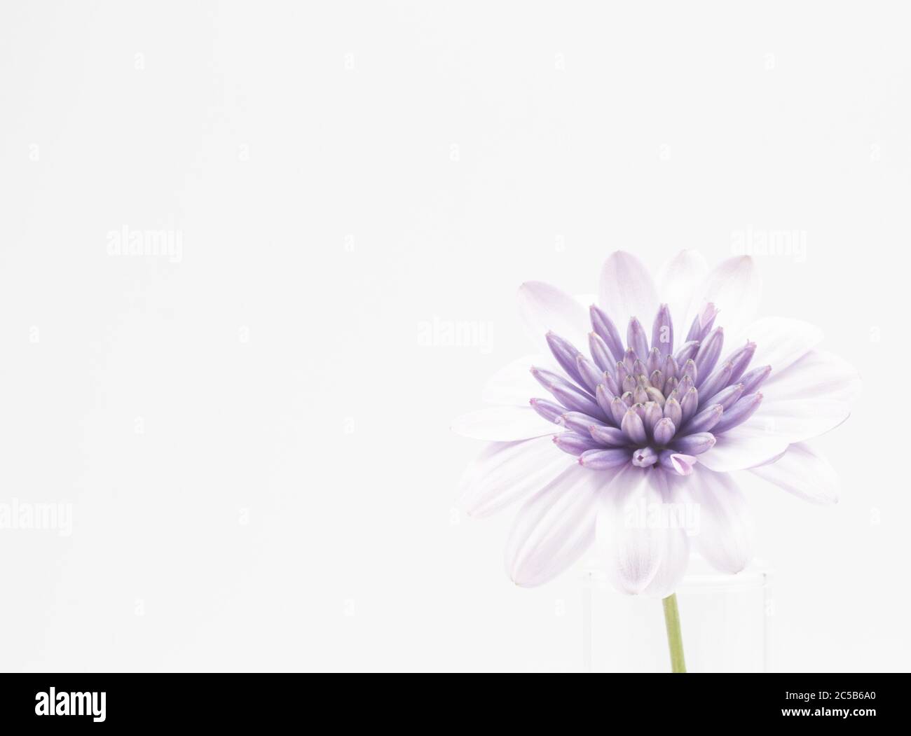 Nahaufnahme eines violetten Osteospermum isoliert auf einem weißen Hintergrund - perfekt für Tapeten Stockfoto