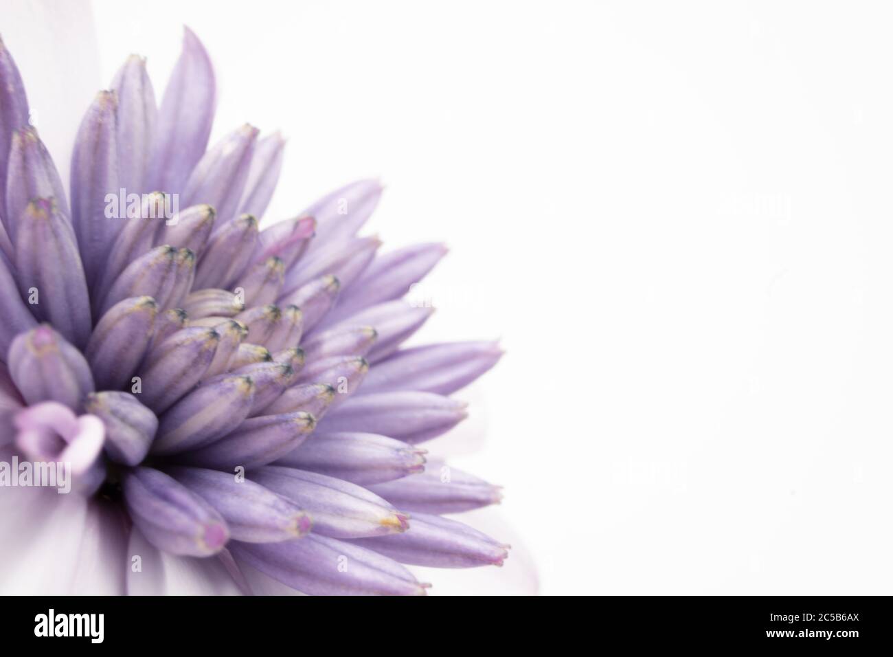 Makroaufnahme eines violetten Osteospermum isoliert auf einem weißen Hintergrund - perfekt für Tapeten Stockfoto