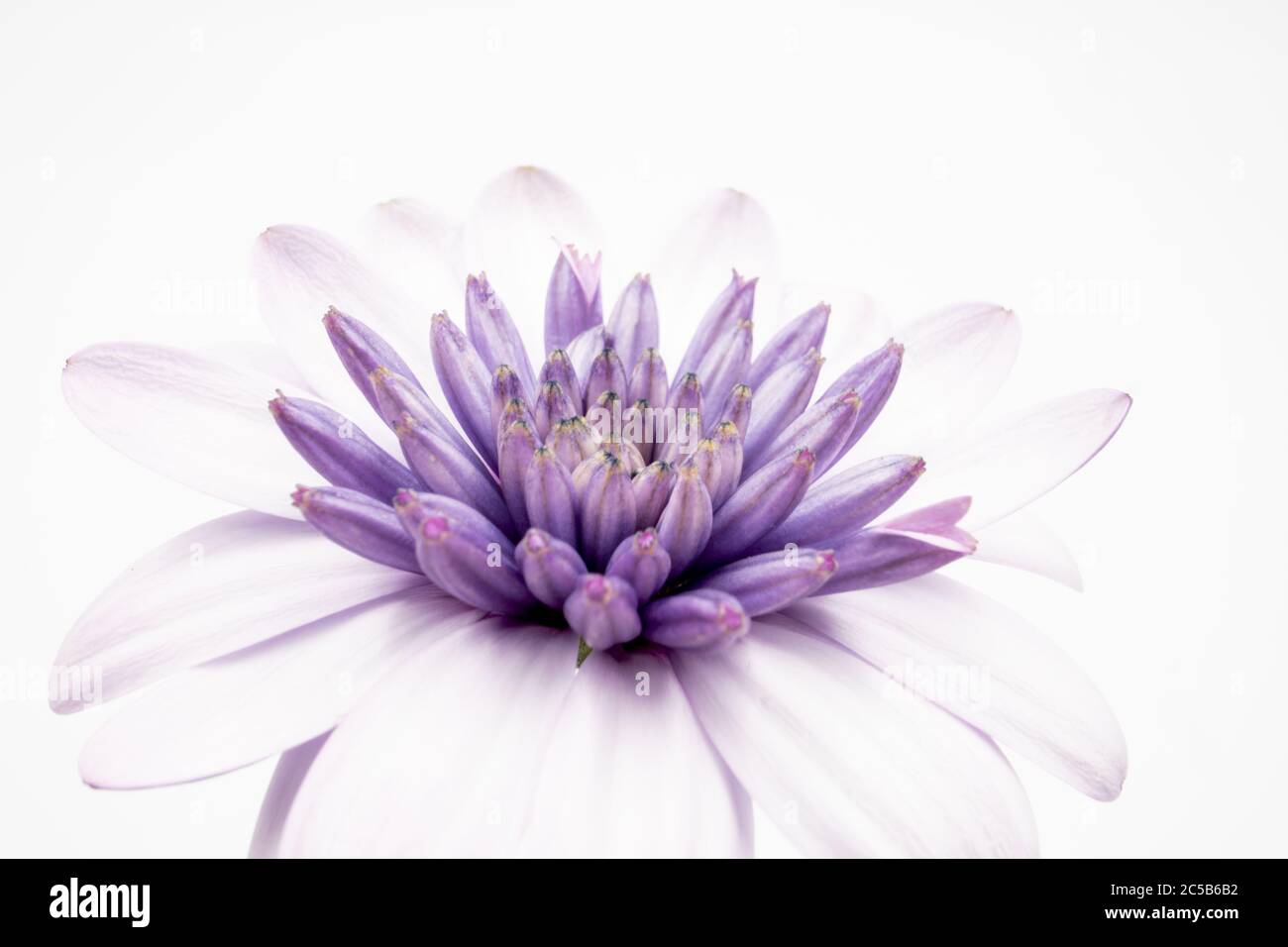 Makroaufnahme eines violetten Osteospermum isoliert auf einem weißen Hintergrund - perfekt für Tapeten Stockfoto