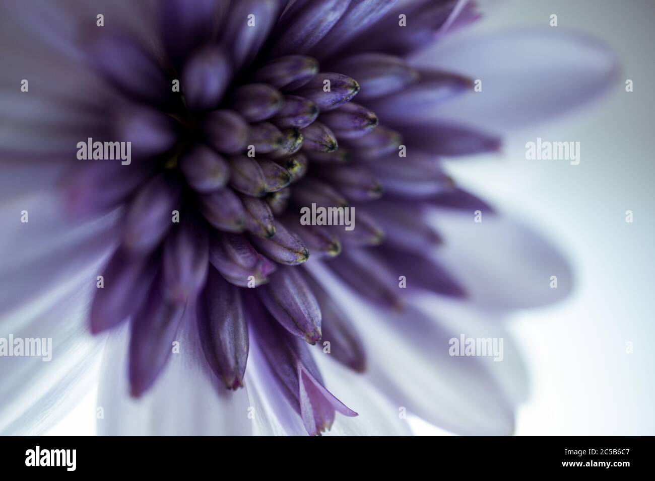 Makroaufnahme eines violetten Osteospermum oder einer afrikanischen Gänseblümchen Ein weißer Hintergrund Stockfoto