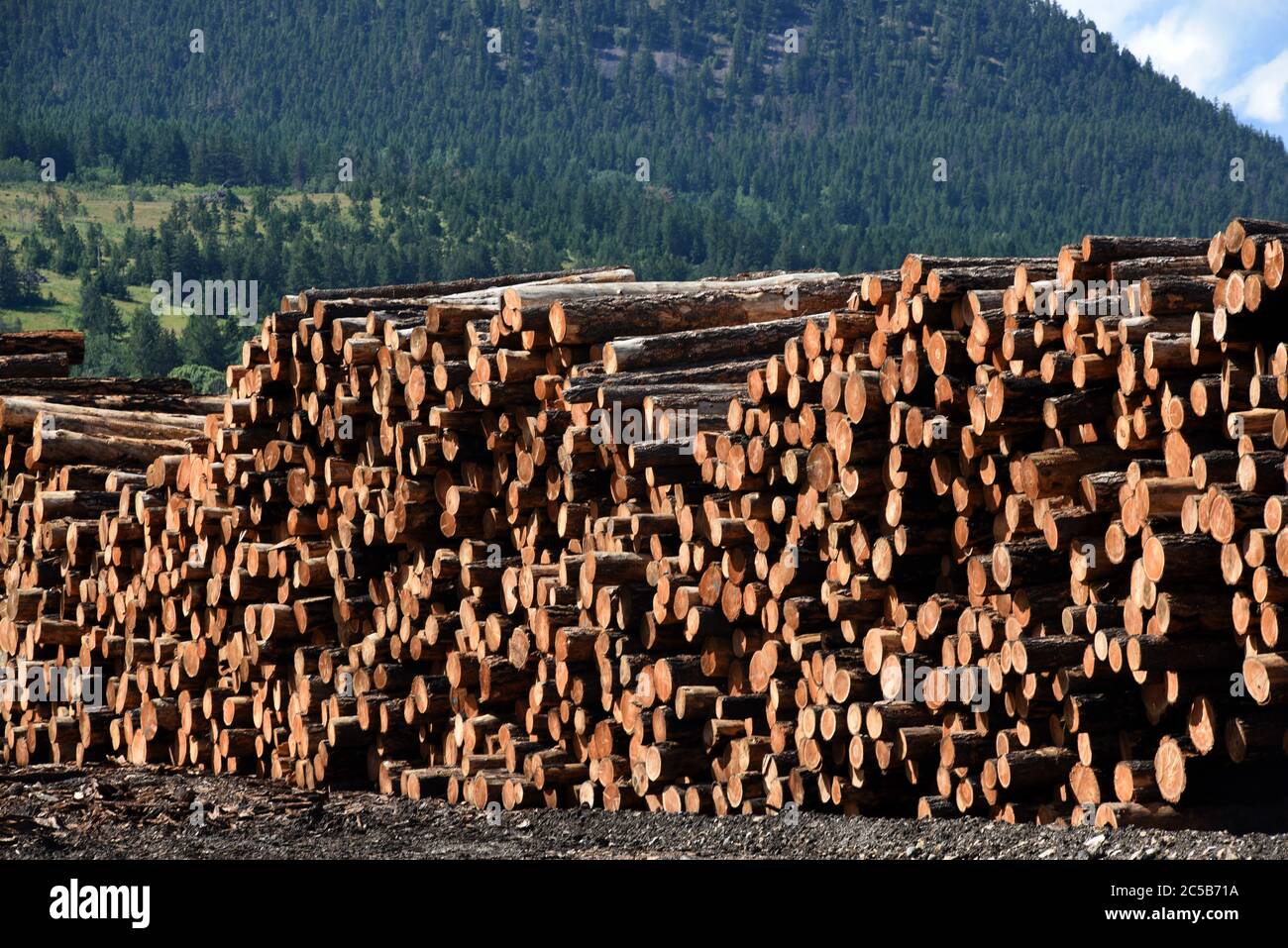 Stapel von rohen Holzstämmen sitzen gestapelt in der Werft bei Tolko Industries Lakeview Division in Williams Lake, British Columbia, Kanada. Stockfoto