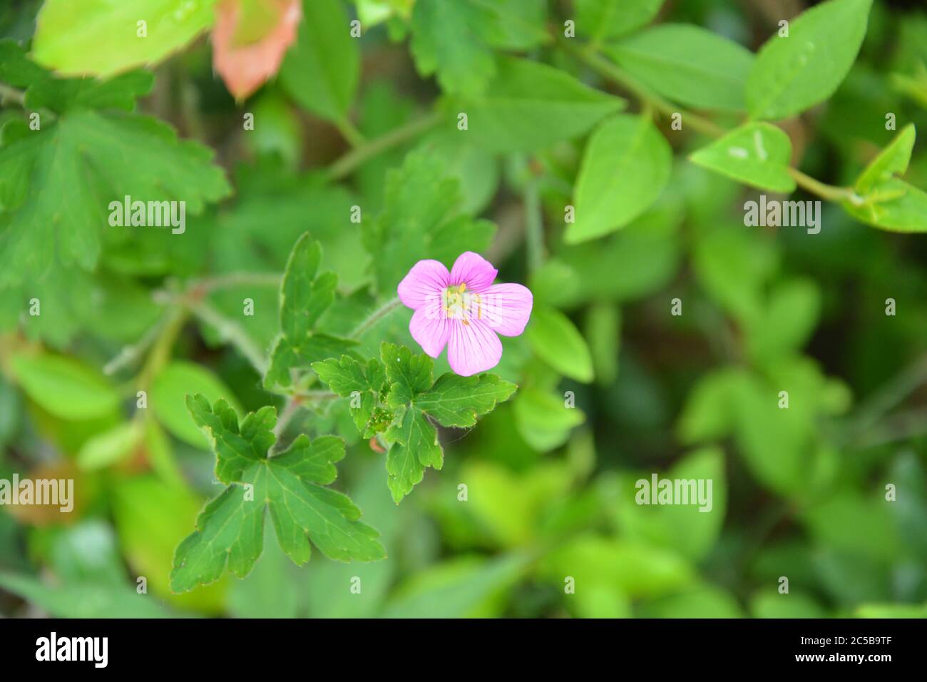 Eine violette Biophytum sensitivum Blume blüht mit grünen Blättern als Hintergrund im Garten Stockfoto