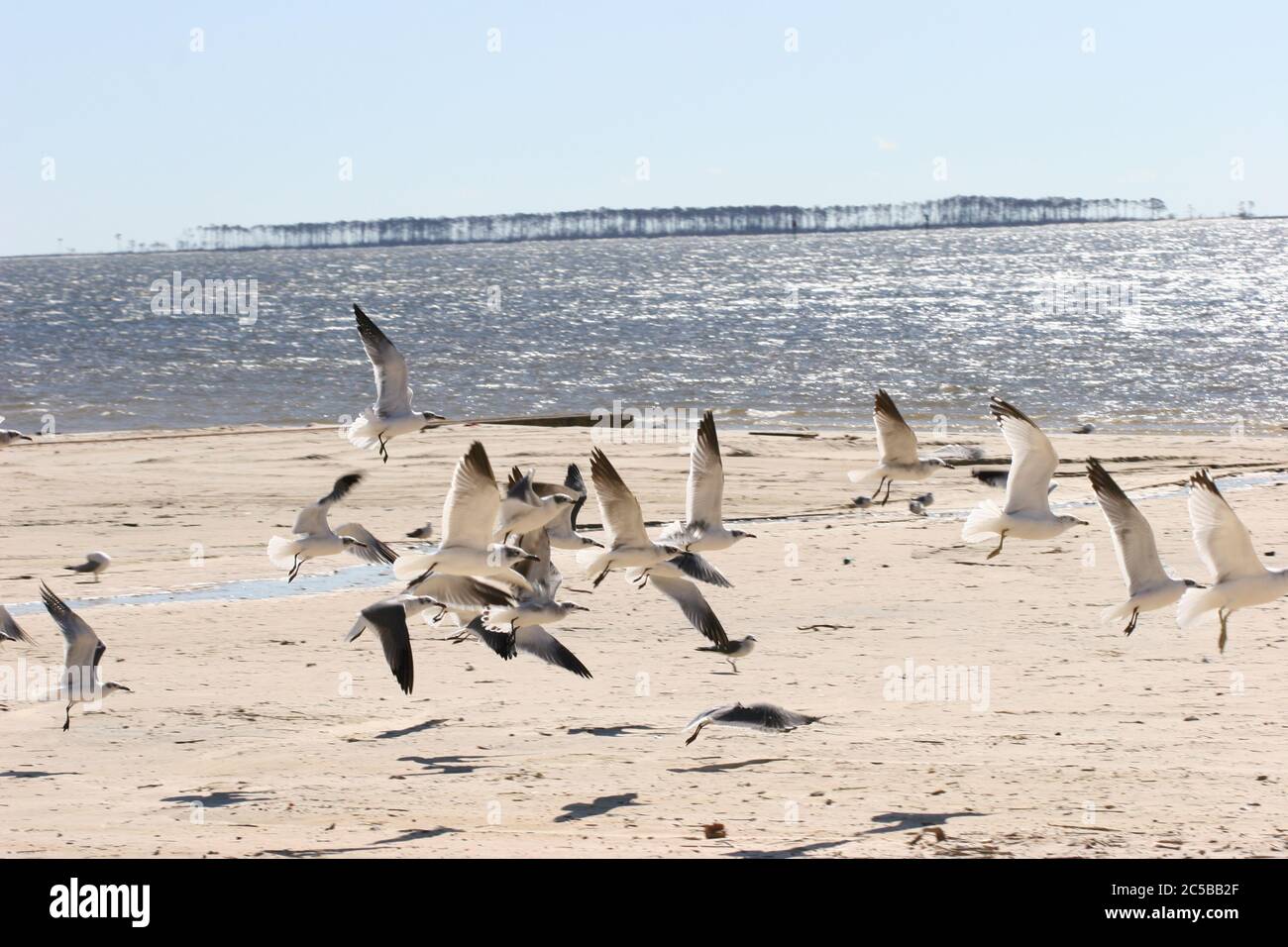 Friedliche Szene der Möwen am Front Beach in Ocean Springs, Mississippi nach Hurrikan Katrina. Durch die Gegend gefegt. Stockfoto