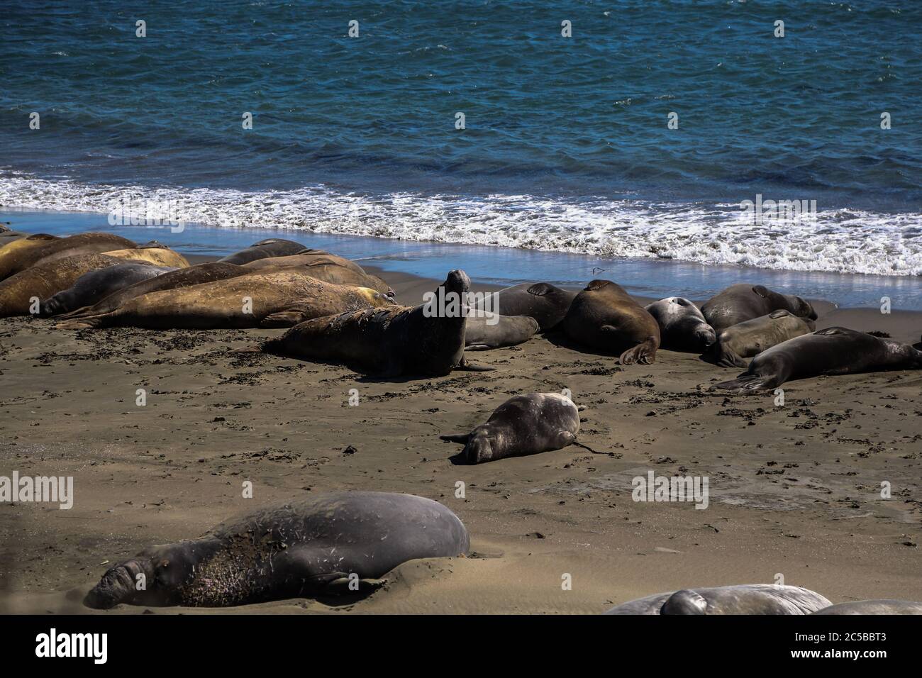 Elefantenrobben am Strand von San Simeon, Kalifornien. Stockfoto