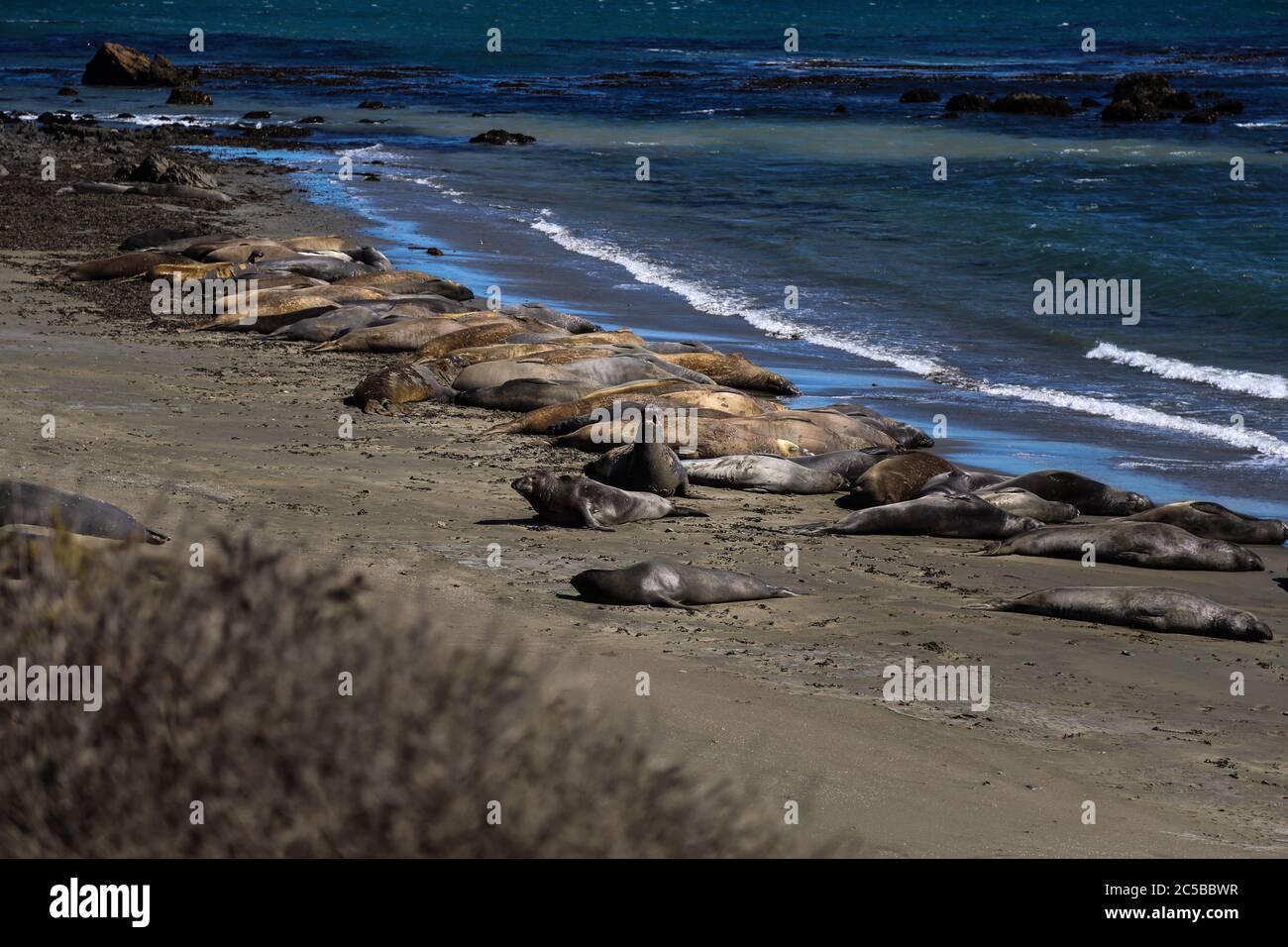 Elefantenrobben am Strand von San Simeon, Kalifornien. Stockfoto