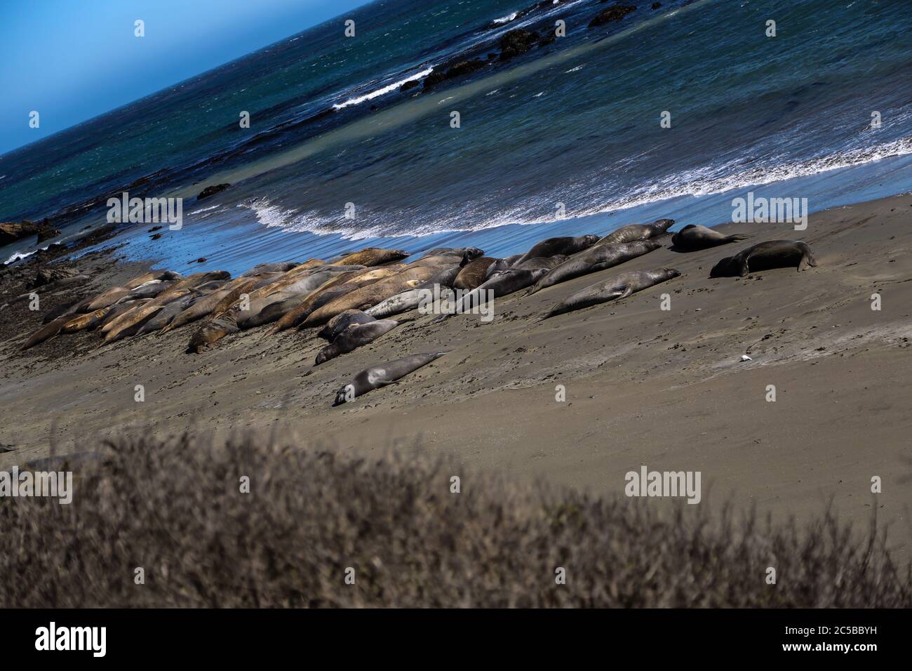 Elefantenrobben am Strand von San Simeon, Kalifornien. Stockfoto