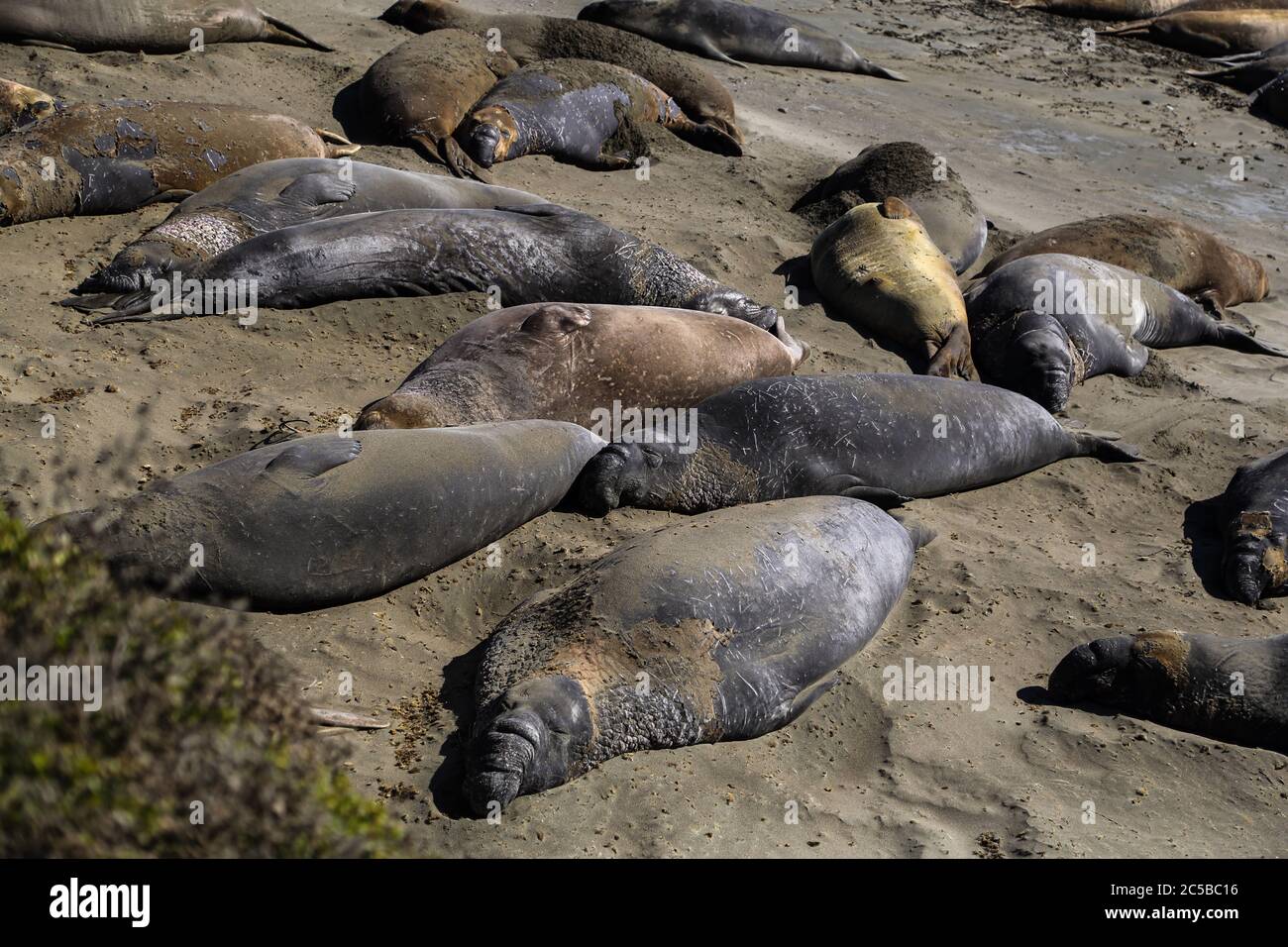 Elefantenrobben am Strand von San Simeon, Kalifornien. Stockfoto