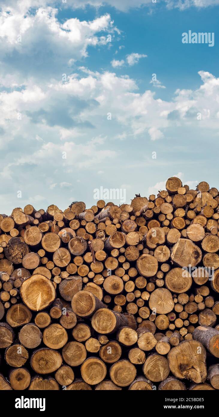 Hunderte von Holzstämmen verschiedener Größen stapelten sich mit dem Himmel als Hintergrund. Stockfoto