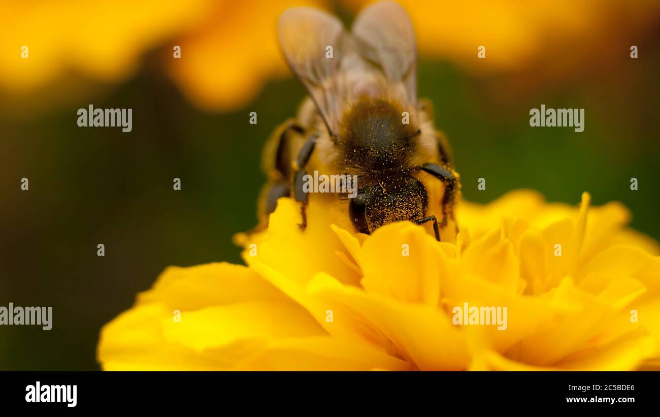 Makrofoto einer Honigbiene, die Pollen auf einem Löwenzahn sammelt. Stockfoto
